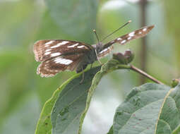 Limenitis amphyssa Ménétriés 1859 resmi