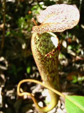 Image of Nepenthes stenophylla Mast.