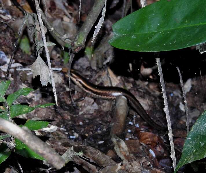 Image of Copeoglossum