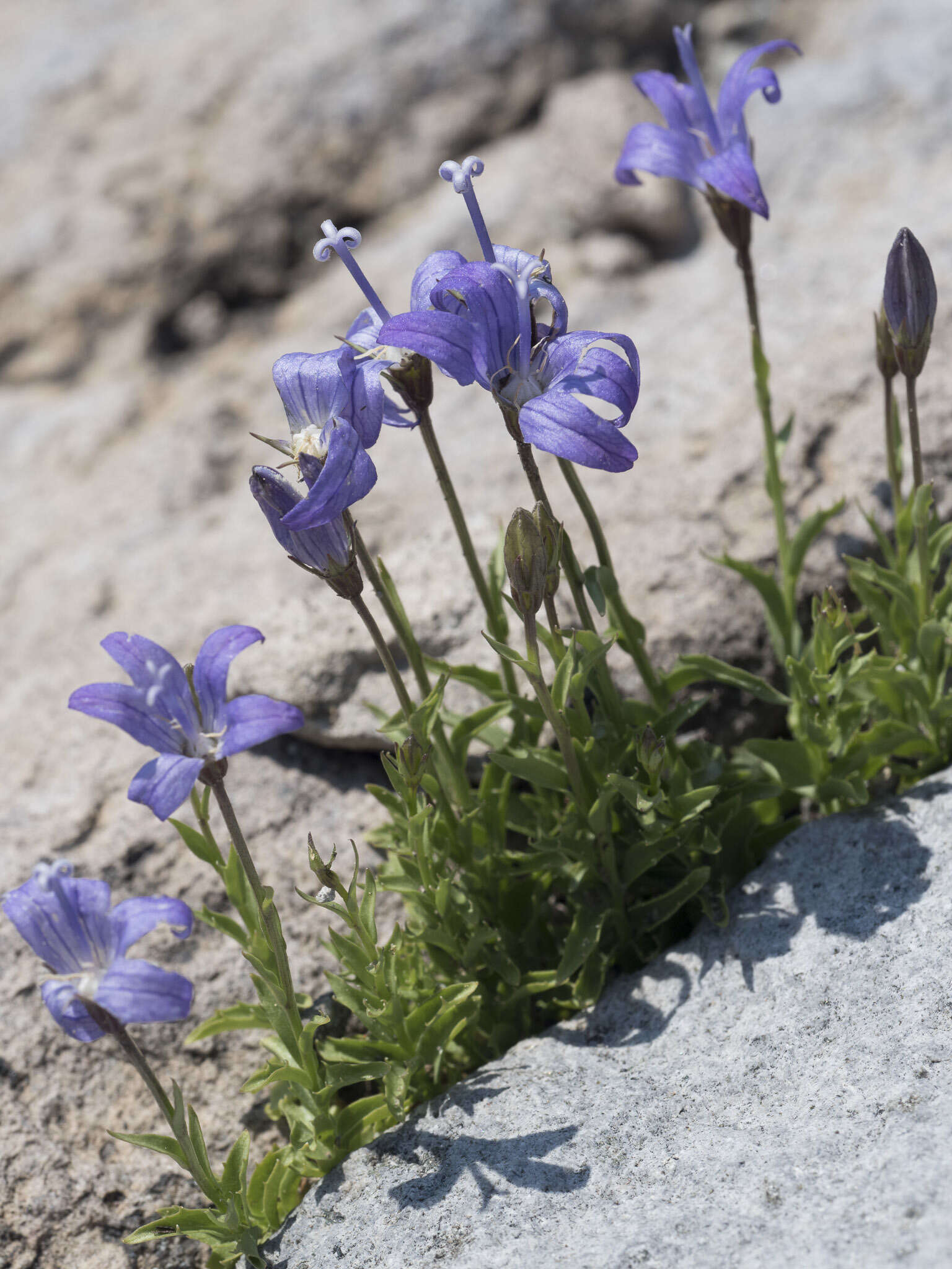 Image de Campanula wilkinsiana Greene