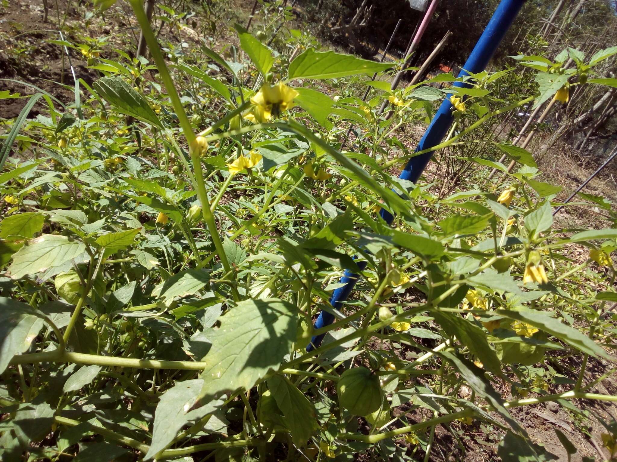 Physalis philadelphica Lam. resmi