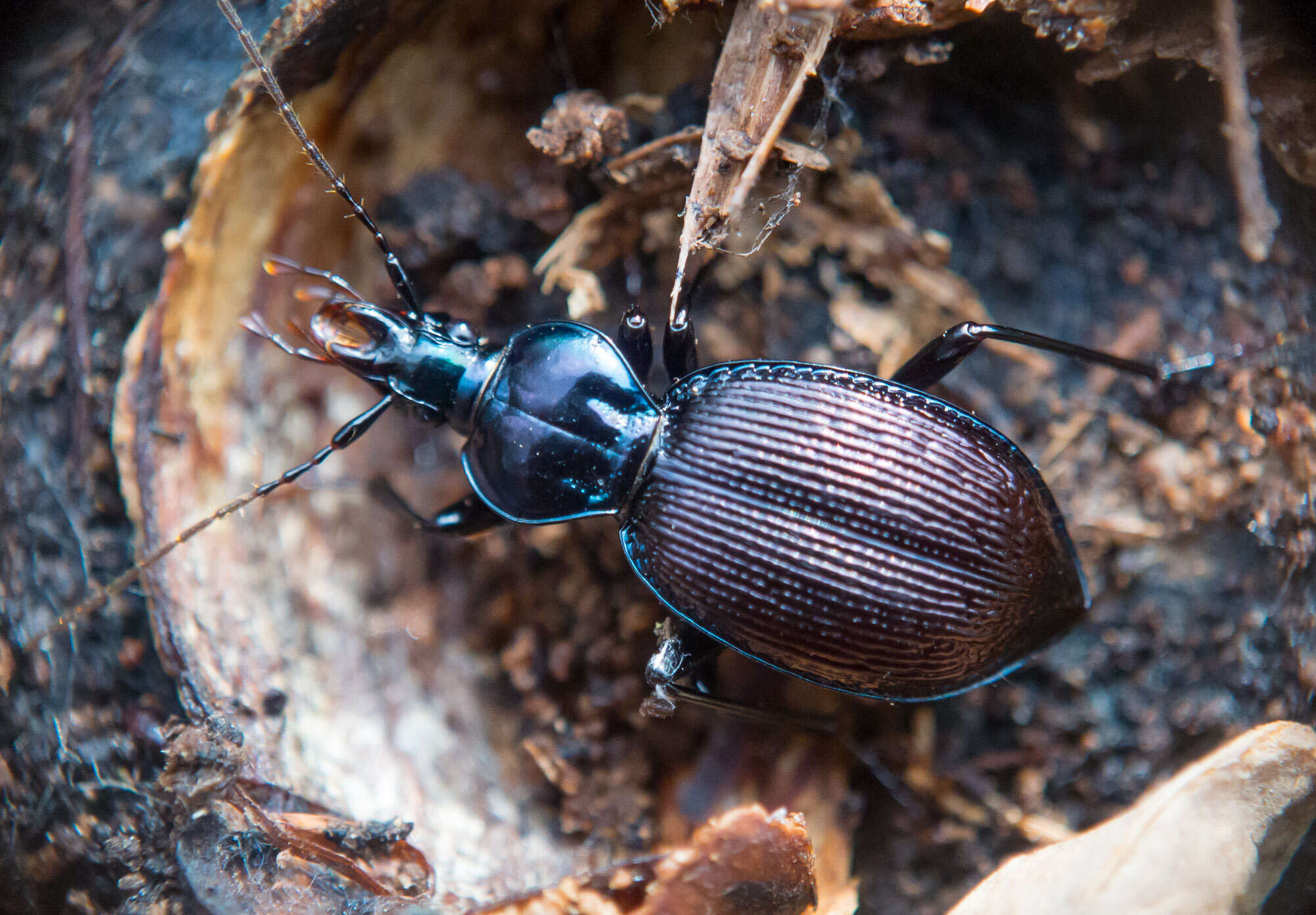 Imagem de Sphaeroderus canadensis Chaudoir 1861