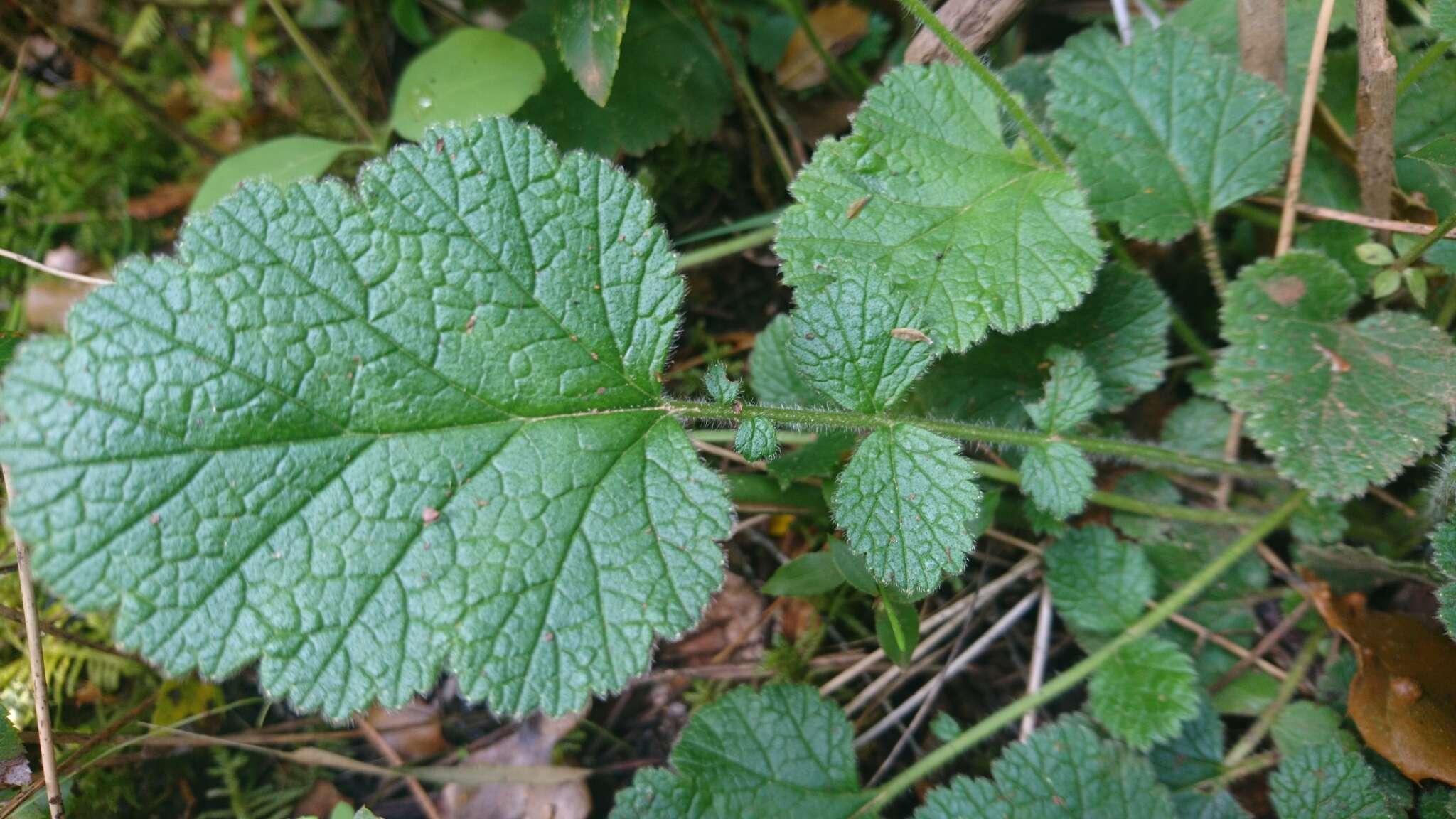 Image of Geum sylvaticum Pourret