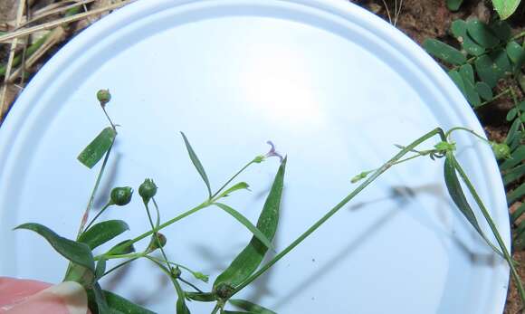 Image of Oldenlandia affinis subsp. fugax (Vatke) Verdc.