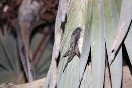 Image of African Palm Swift