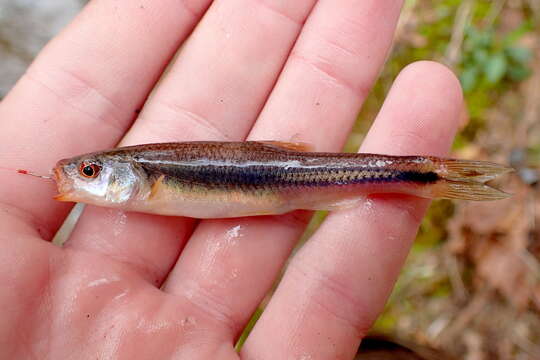 Notropis rubricroceus (Cope 1868) resmi