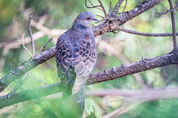 صورة Streptopelia orientalis orientalis (Latham 1790)