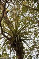 Imagem de Tillandsia utriculata L.