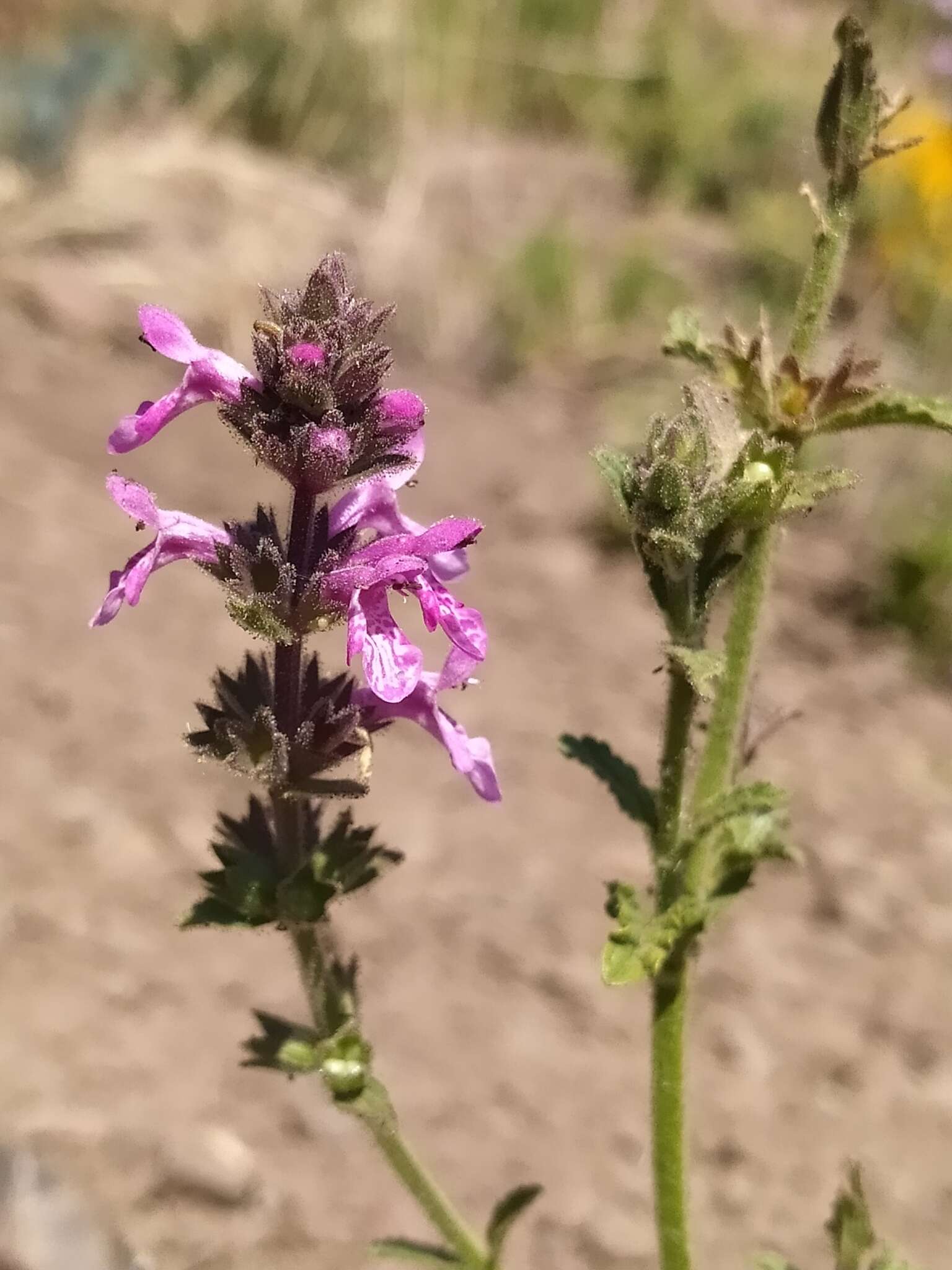 Image of Stachys philippiana Vatke