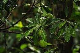 Image of Tridesmostemon omphalocarpoides Engl.