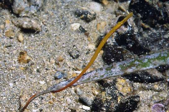 Image of Southern Gulf pipefish