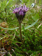 Sivun Saussurea angustifolia (Willd.) DC. kuva