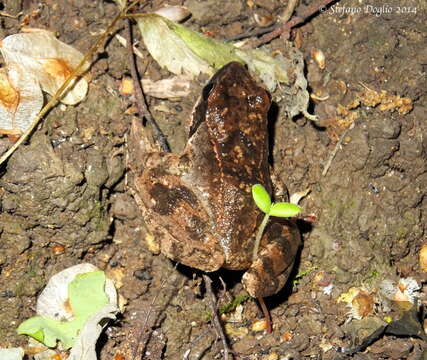 Image of Italian Stream Frog