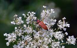 Image of Stictoleptura (Aredolpona) rubra (Linné 1758)