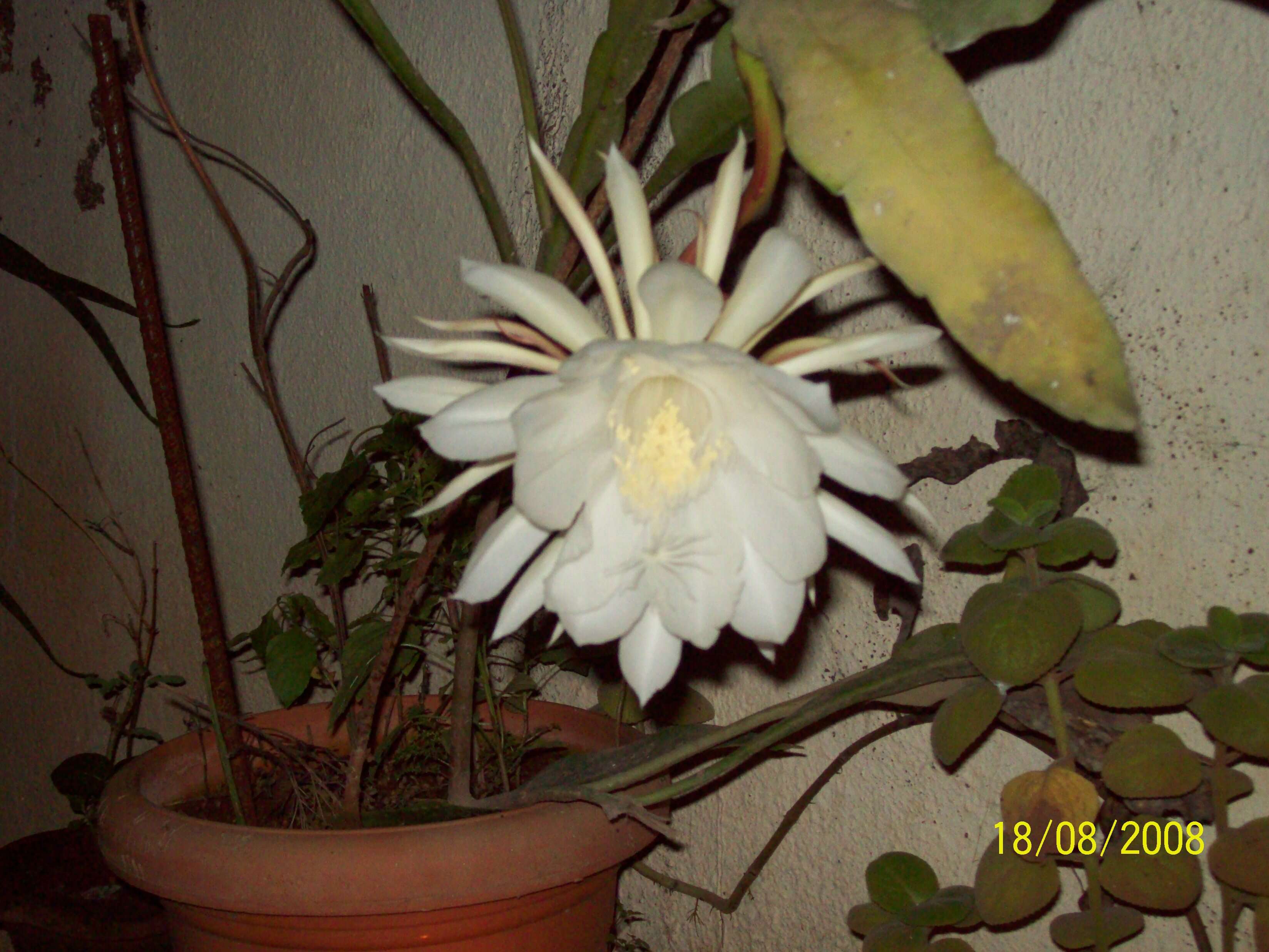 Image of Dutchman's Pipe Cactus