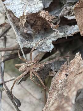 صورة Anahita punctulata (Hentz 1844)