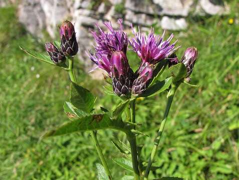 صورة Serratula tinctoria var. alpina Godr.