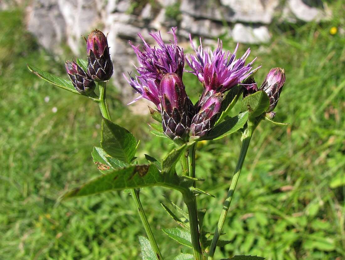 Plancia ëd Serratula tinctoria var. alpina Godr.