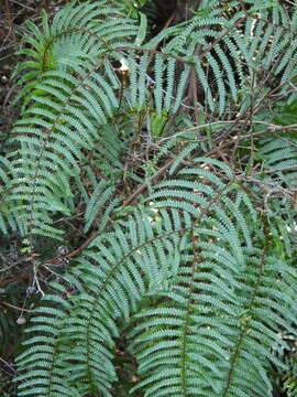 Image of Gleichenia microphylla R. Br.