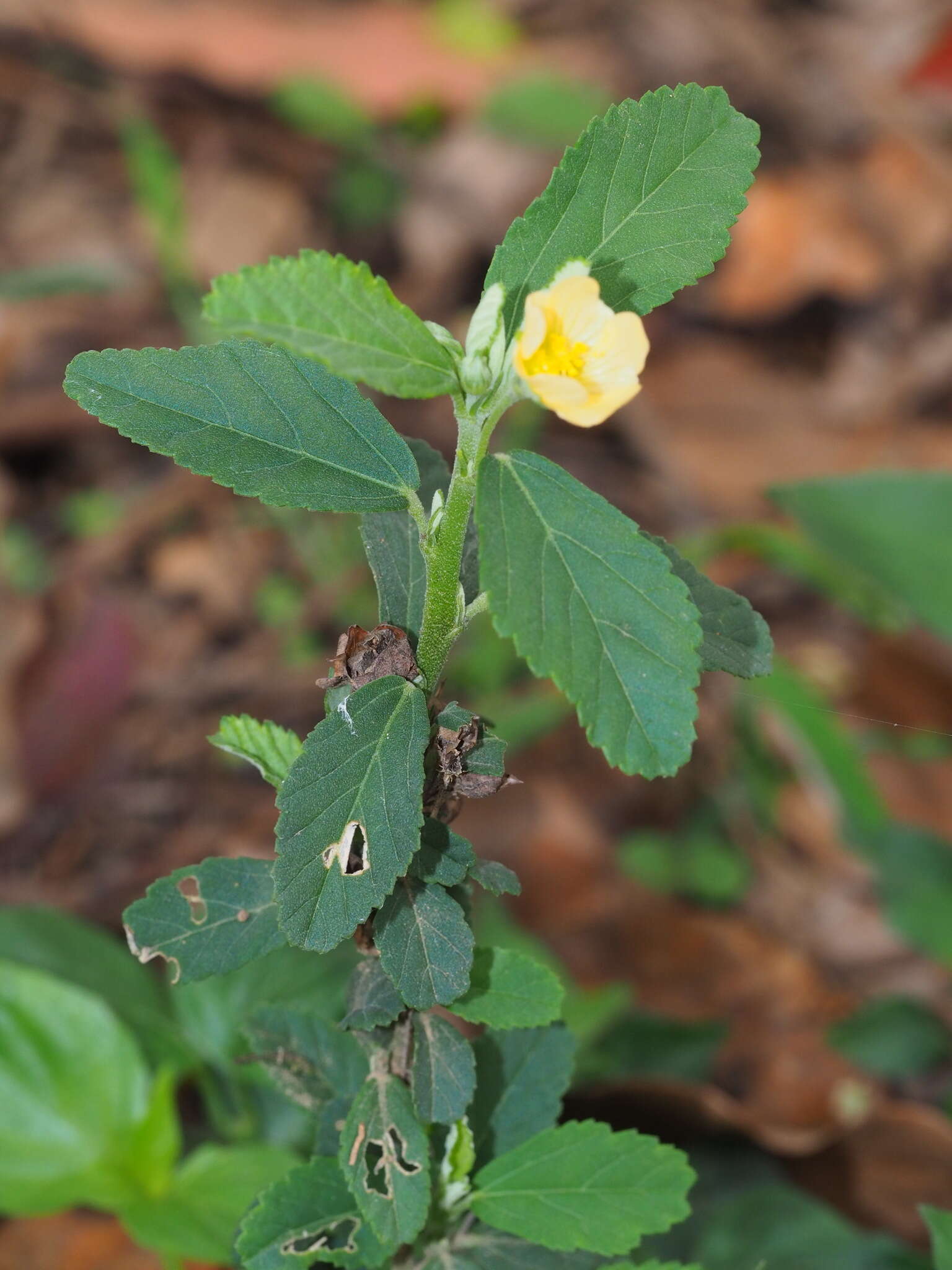 Image of Sida rhombifolia subsp. rhombifolia