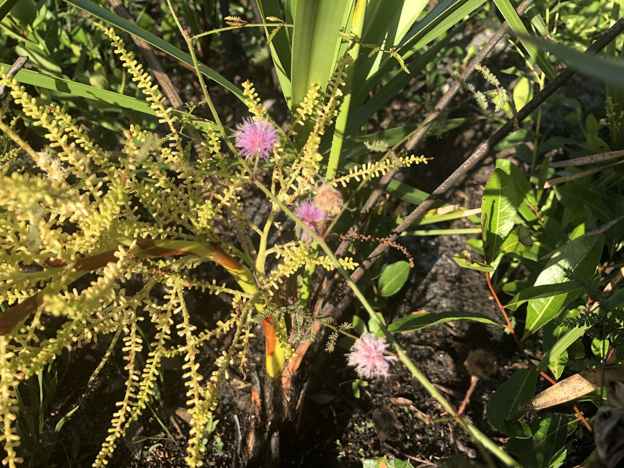 Image of Florida mimosa