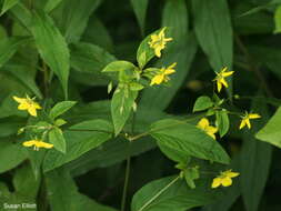 Image of fringed loosestrife