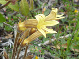 Image of clustered broomrape