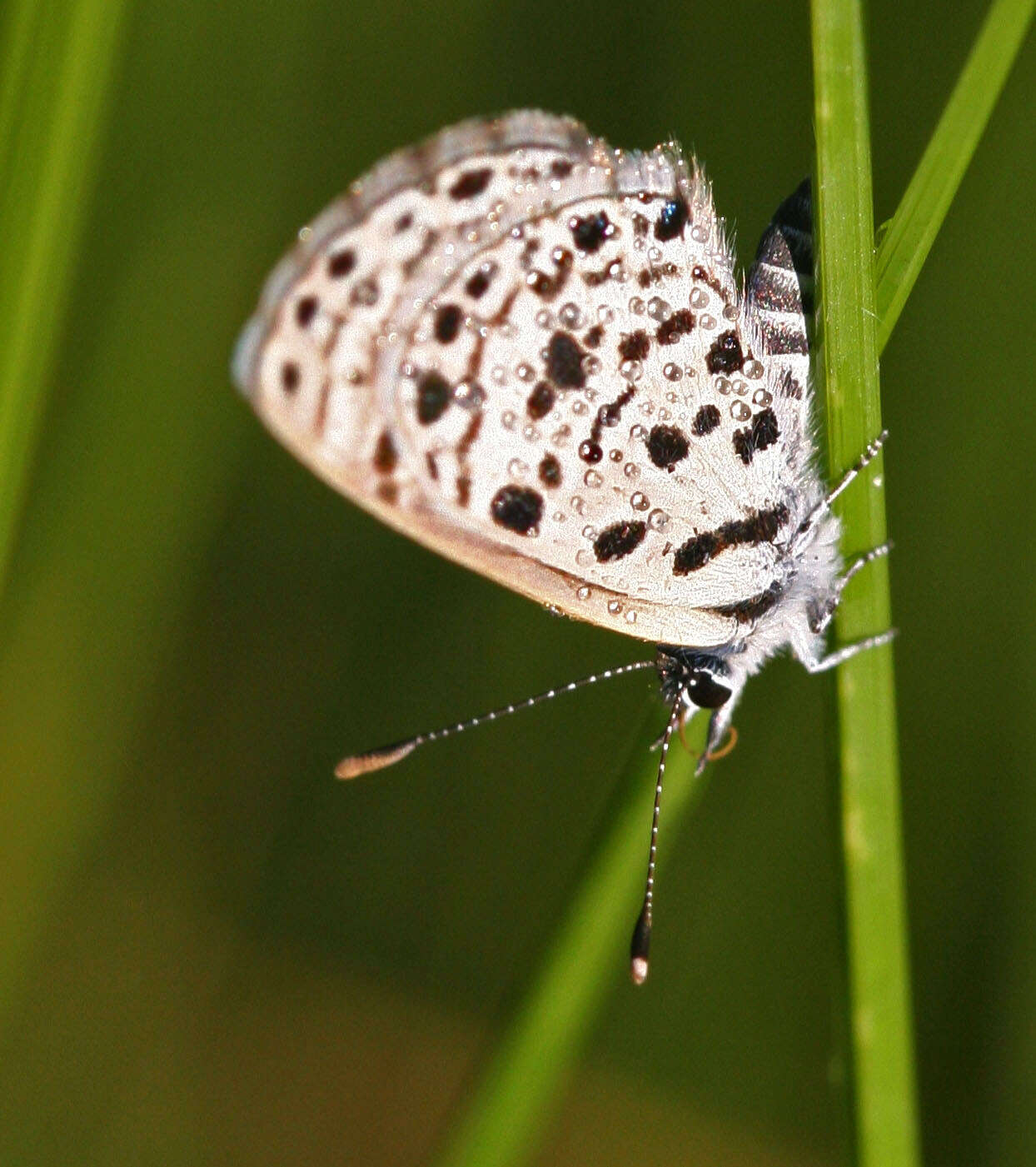 Imagem de Azanus moriqua (Wallengren 1857)