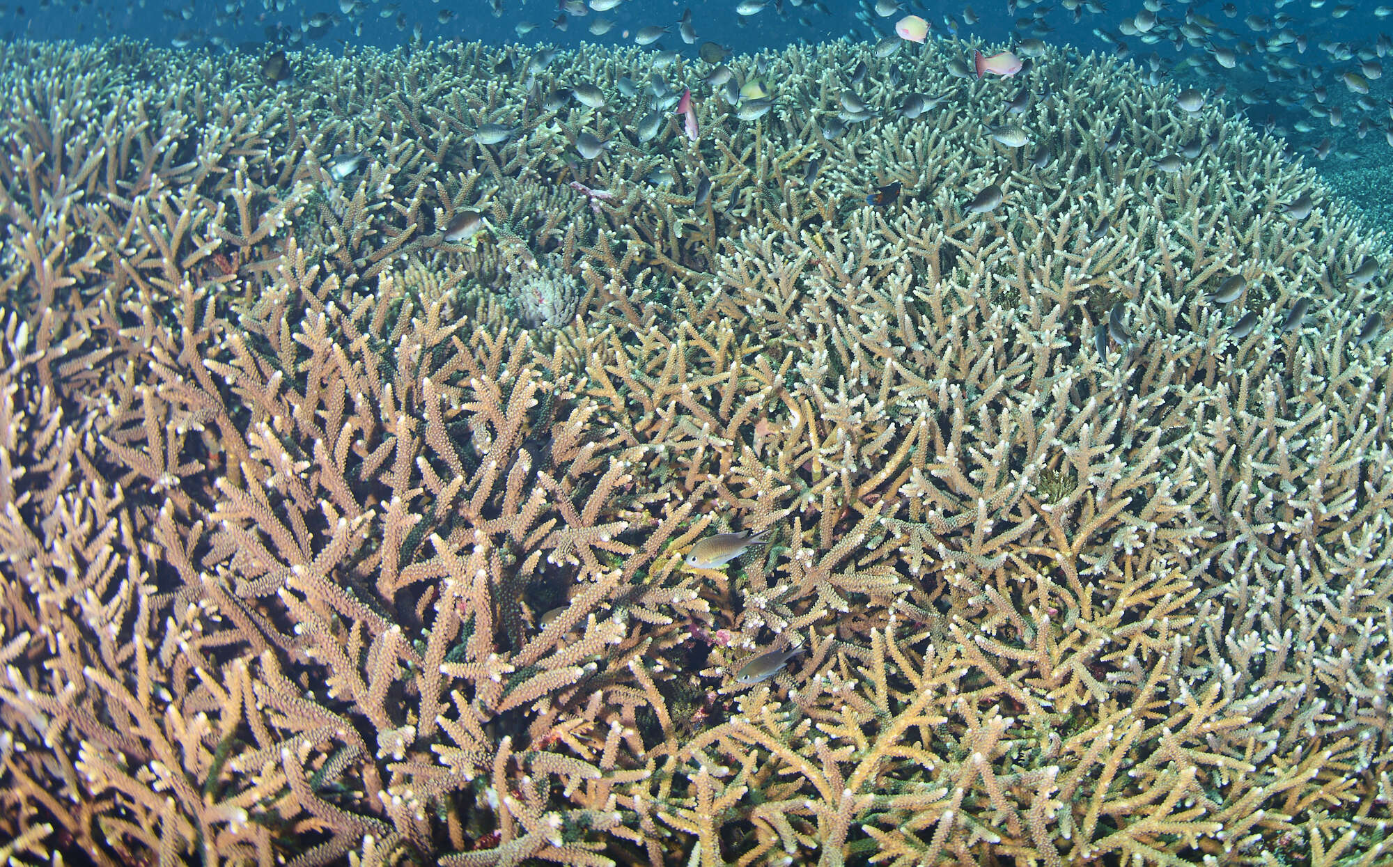 Image of Small base staghorn coral