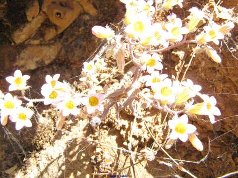 Image of Sedum mucizonia