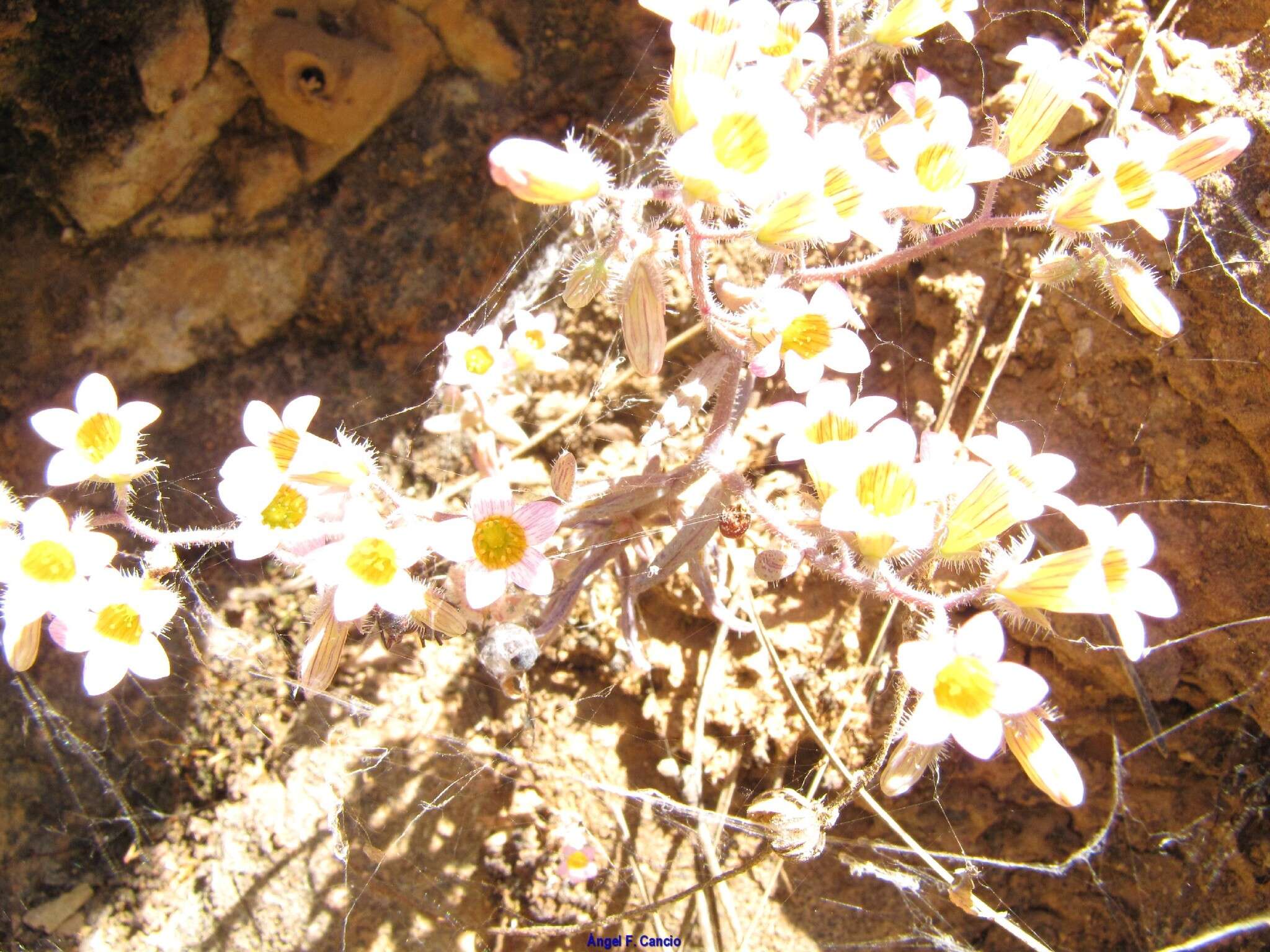 Plancia ëd Sedum mucizonia