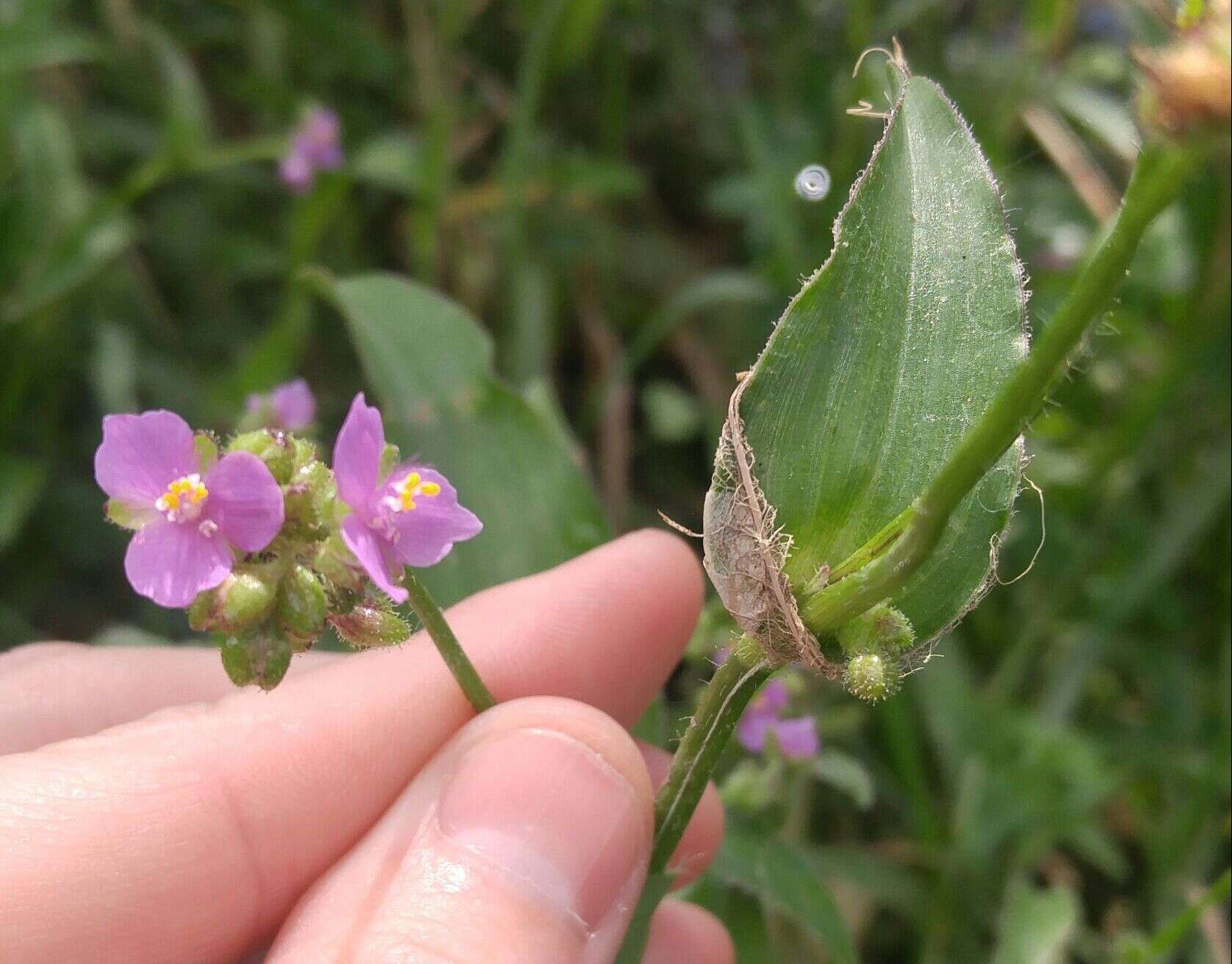 Image of Tinantia erecta (Jacq.) Fenzl