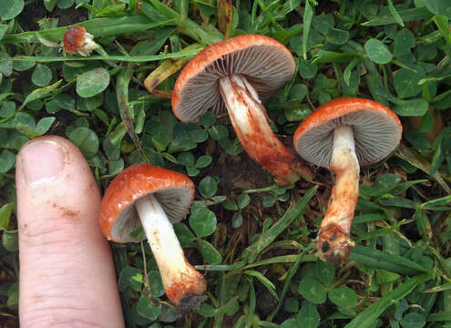 Image of Leratiomyces