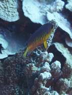 Image of Mango Angelfish