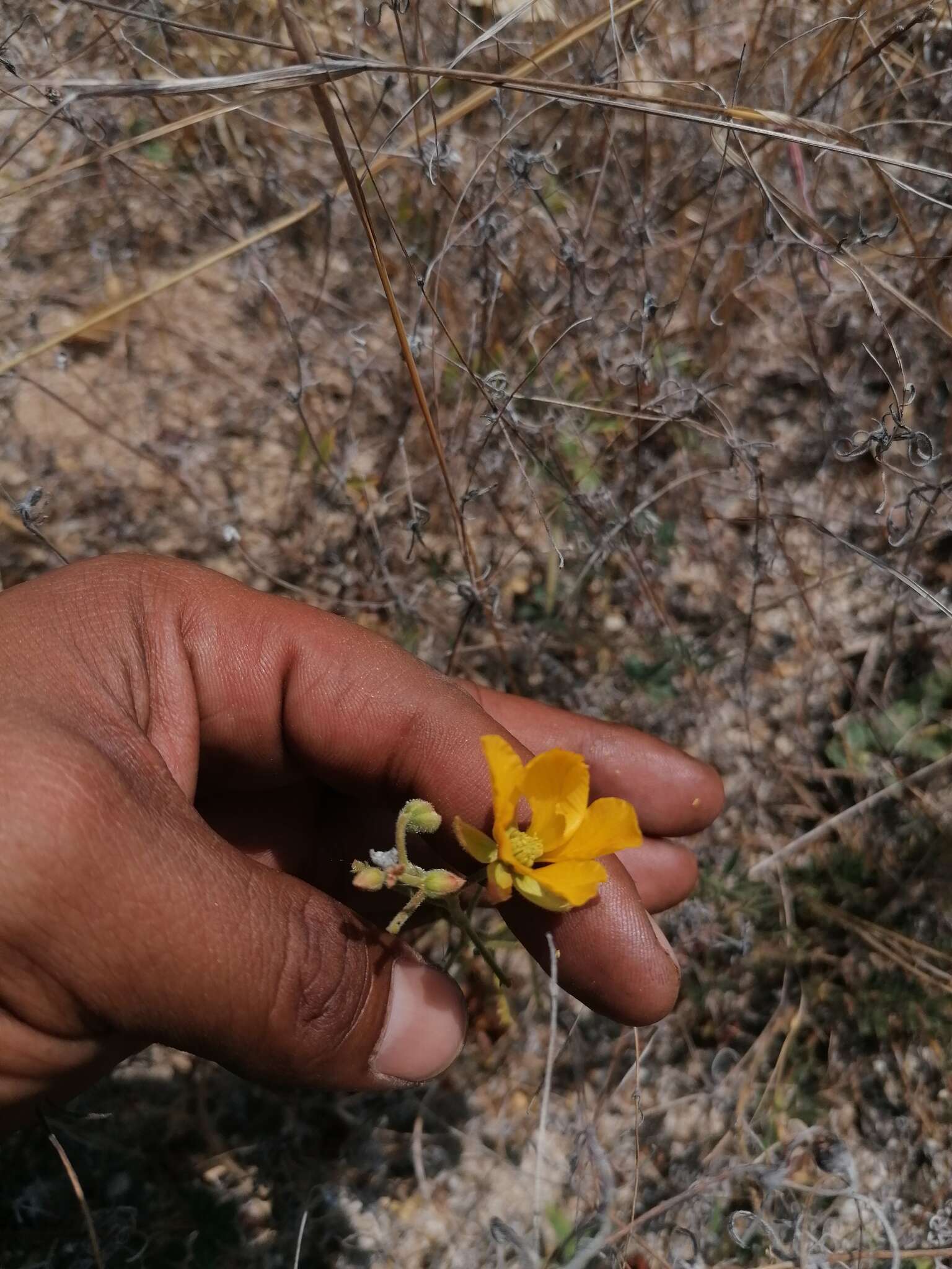 Chamaecrista fagonioides (Vogel) H. S. Irwin & Barneby的圖片