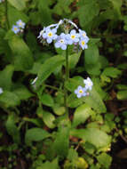 Image de Myosotis latifolia Poir.