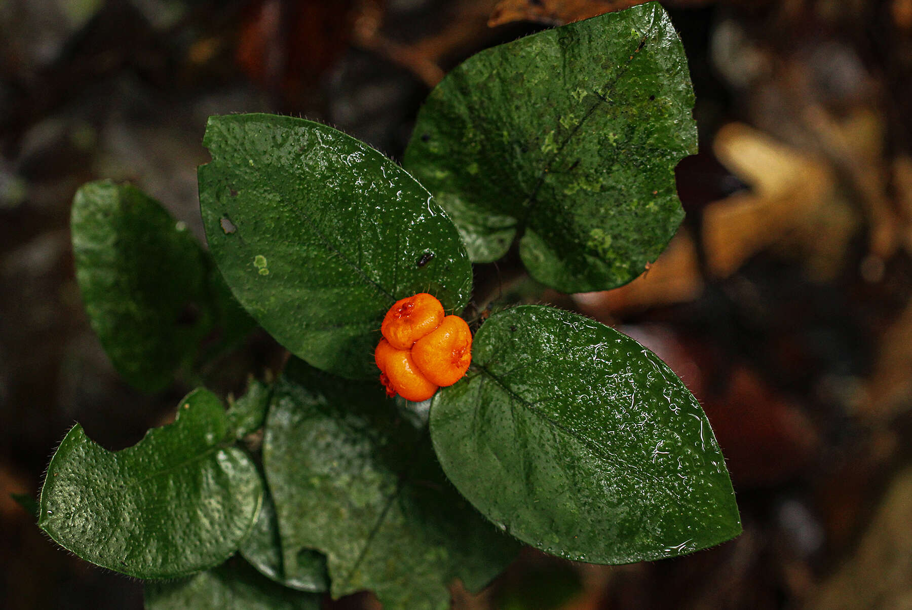 Image of Hymenocoleus hirsutus (Benth.) Robbr.