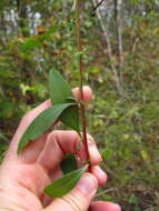 Image of Solidago speciosa subsp. speciosa