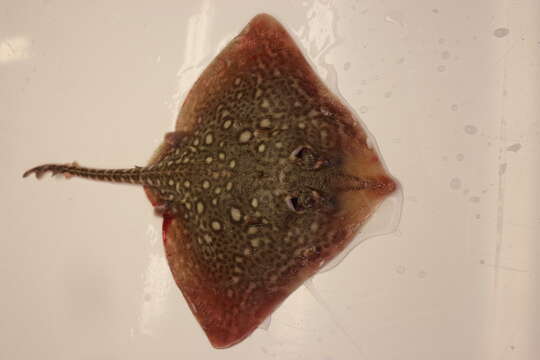 Image of Thornback skate