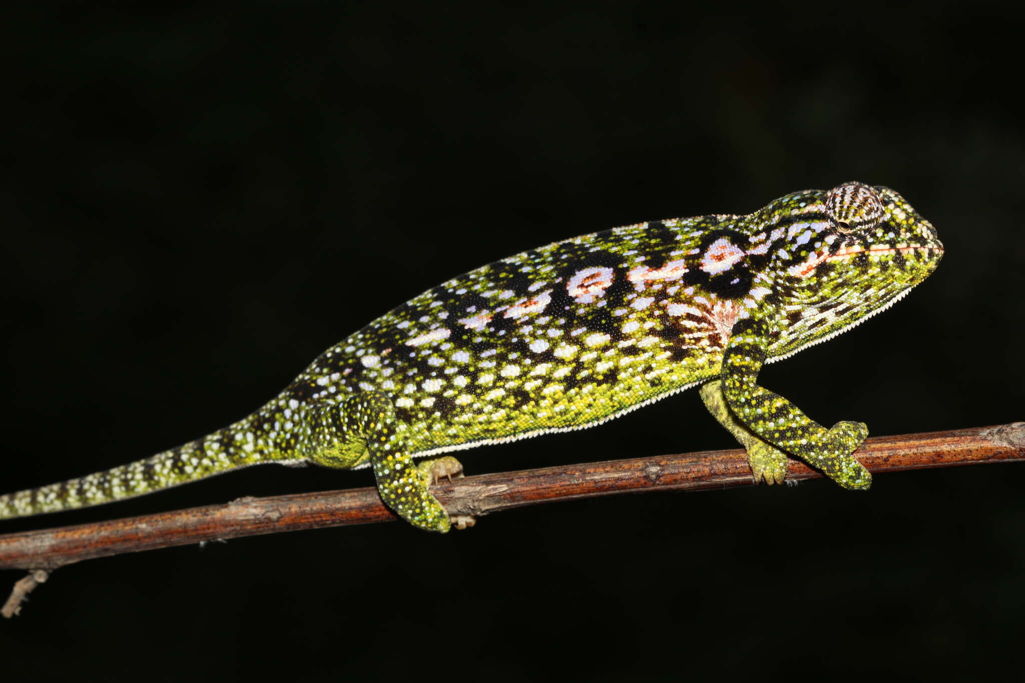 Sivun Furcifer lateralis (Gray 1831) kuva