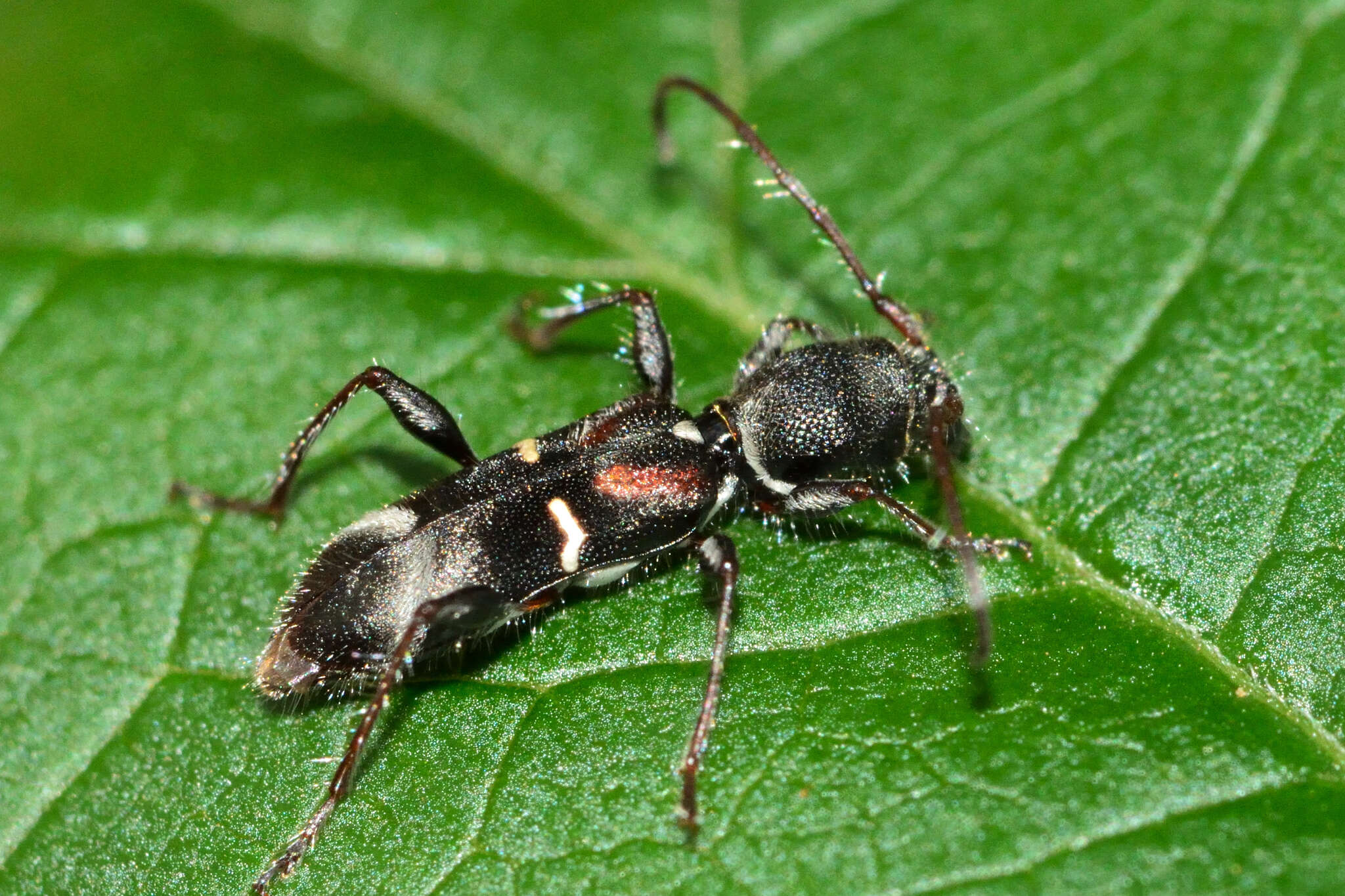 Image of Euderces basimaculatus Giesbert & Chemsak 1997