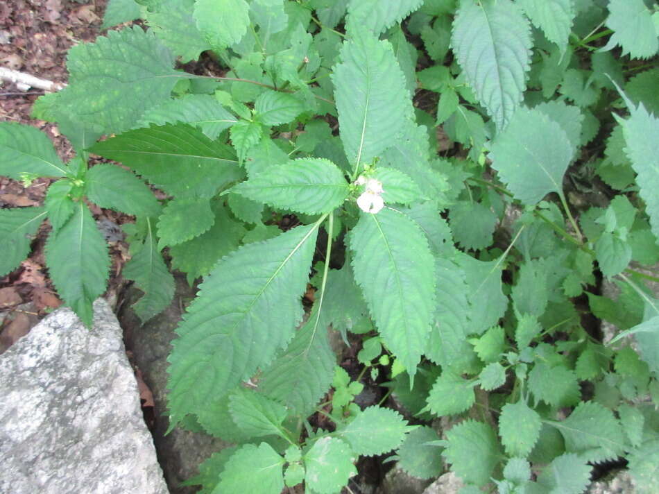 Image of Impatiens textorii Miq.