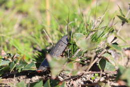 Image of Polyzosteria oculata Tepper 1893