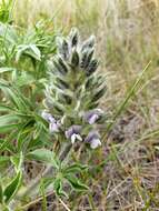 Image of large Indian breadroot