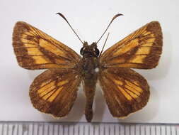 Image of Ochlodes ochracea Bremer 1861