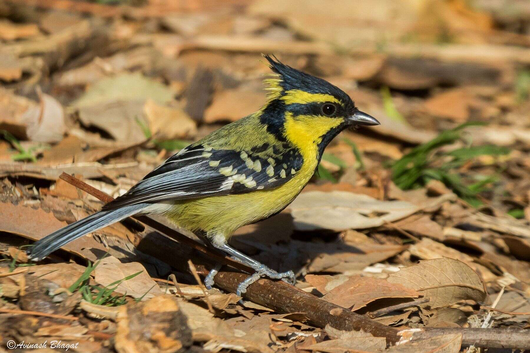 Image of Black-lored Tit