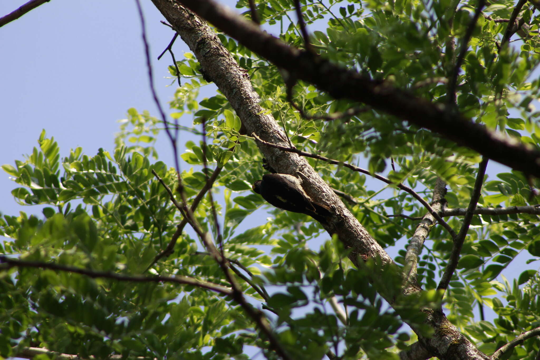 Image of Tellow-tufted Woodpecker