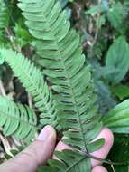 Imagem de Pteris aspericaulis Wall. ex Ag.