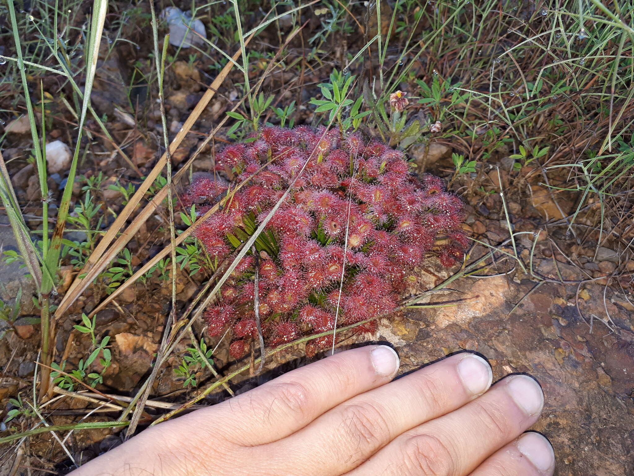 Image of Drosera dilatatopetiolaris Kondo