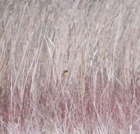 Image of Mugimaki Flycatcher